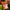 MSCFUN Orin: 1.5kg Orange Hamster Furry Sex Toy Fantasy Creature Anime Onaholes 